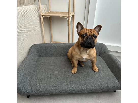 Canapé pour animaux en tissu et piètement métal - L.99 x P. 61 cm -  Gris - ZOLIA