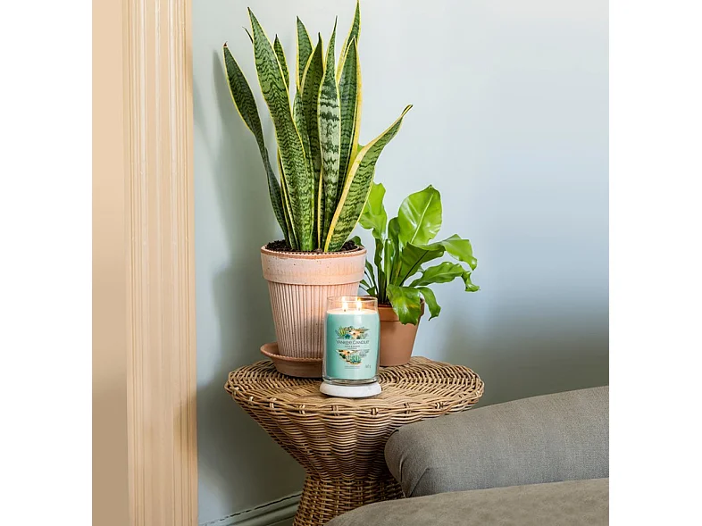 Bougie signature Aloe et Agave grand modèle