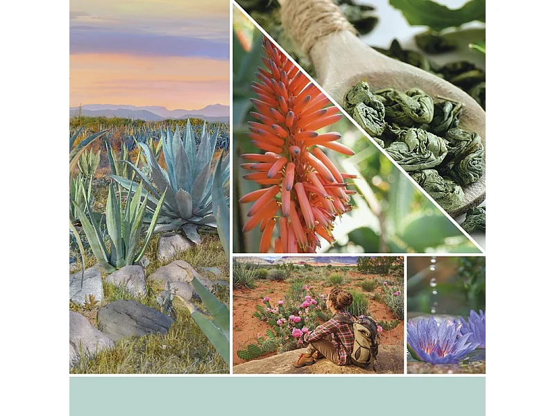 Bougie signature Aloe et Agave grand modèle