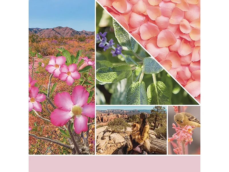 Duftkerze im mittelgroßen Glas, Desert Blooms, rosa 368 gr, Signature