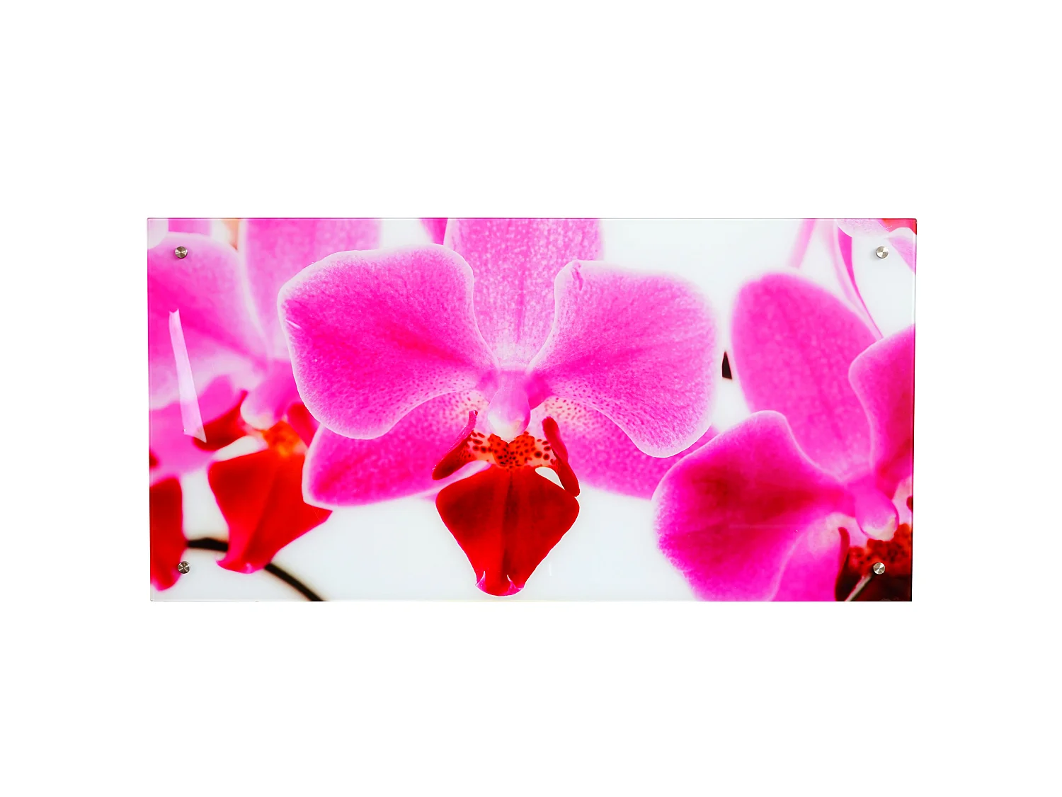 Glasbild T114 Orchide, Orchidee