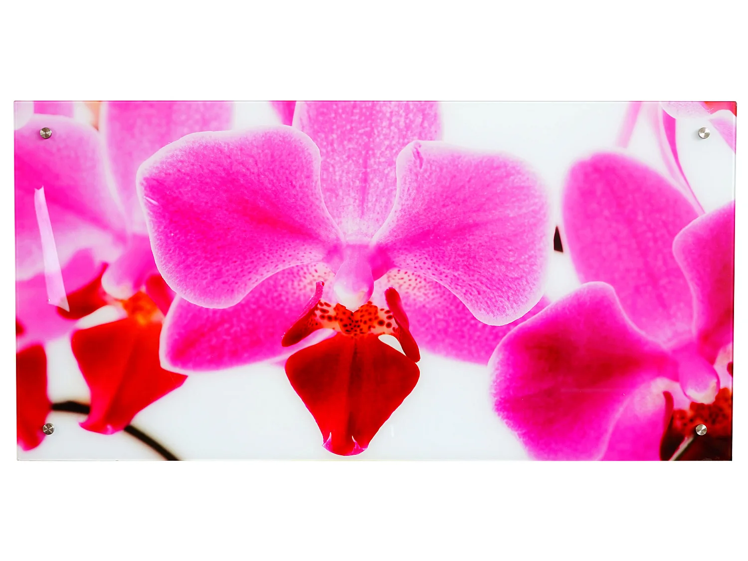 Glasbild T114 Orchide, Orchidee