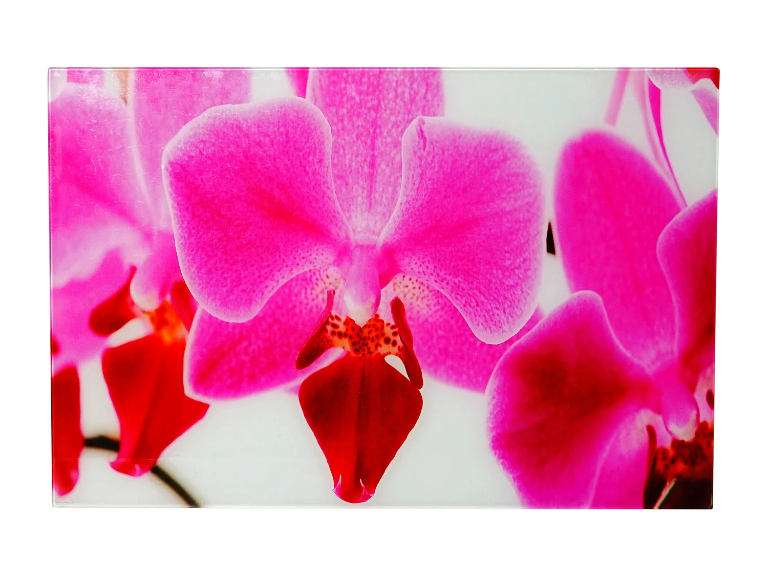 Glasbild T117 Orchidee, Orchidee