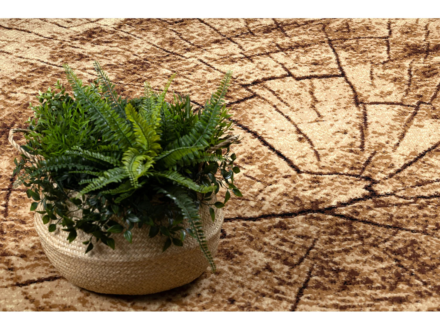 BCF Rug Morad PIEŃ Arbre Bois - beige 120x170 cm