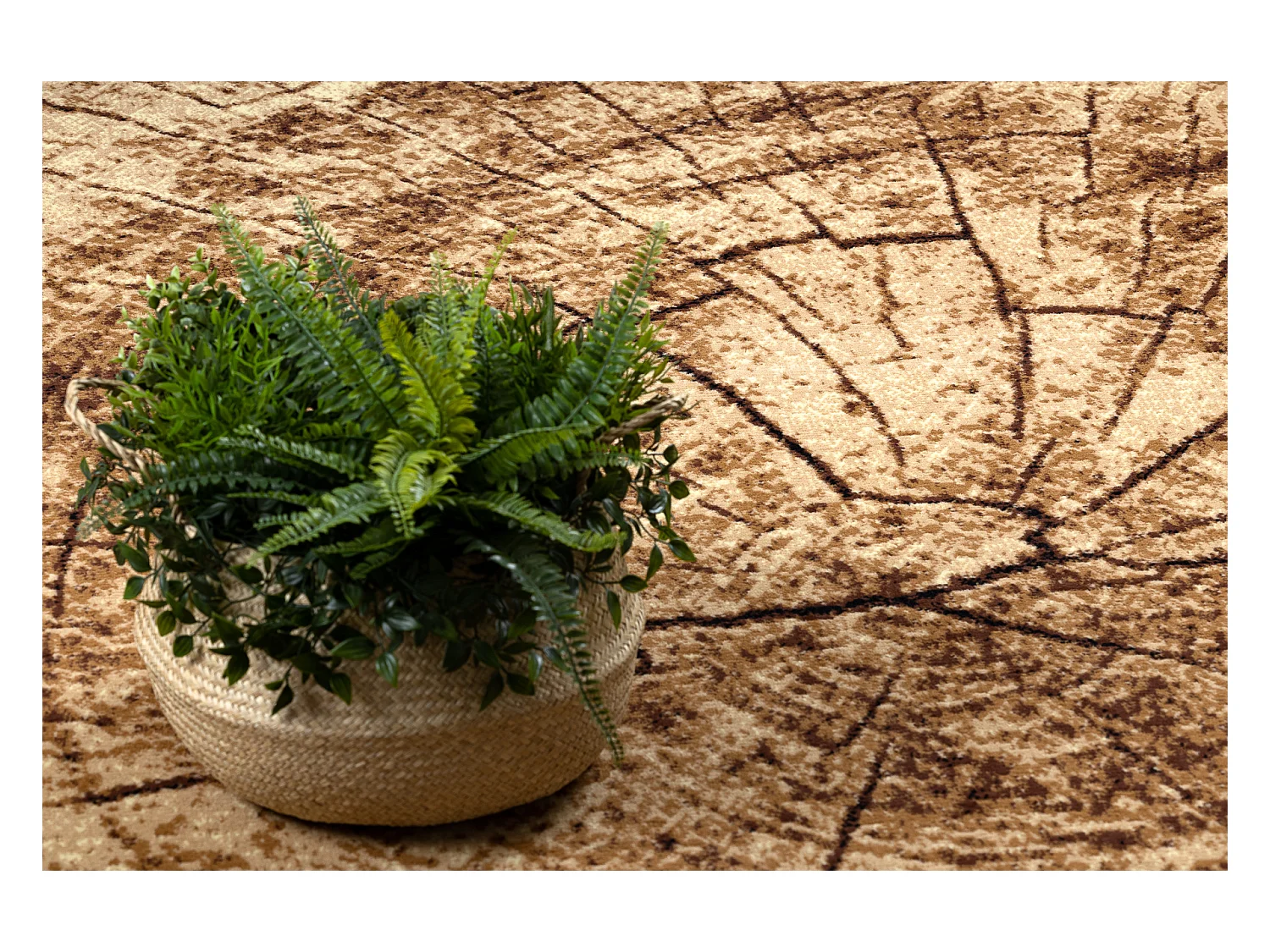 BCF Rug Morad PIEŃ Arbre Bois - beige 160x220 cm