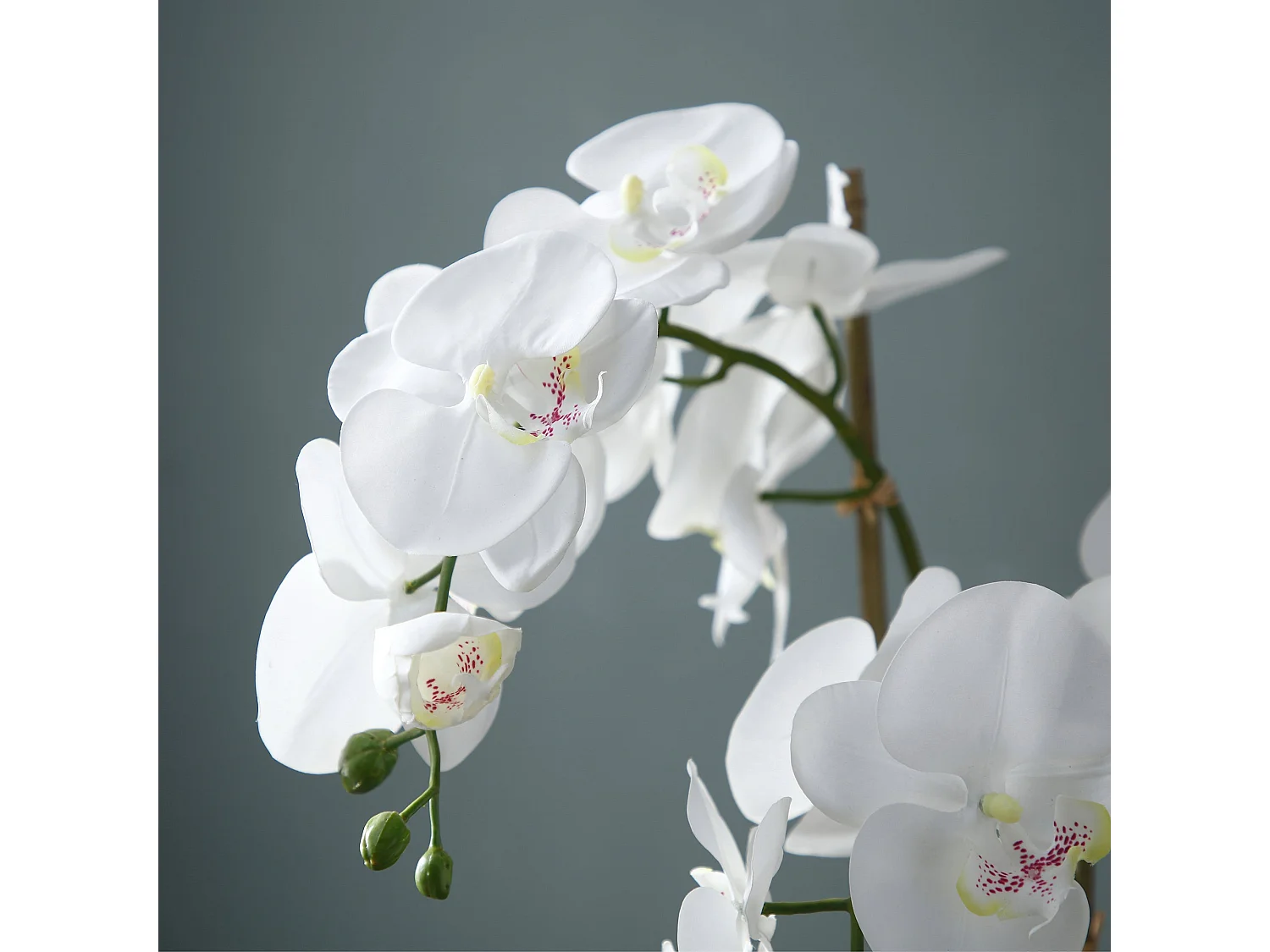 Orchidée Artificielle en Terre Petit format - Blanc / 70 cm
