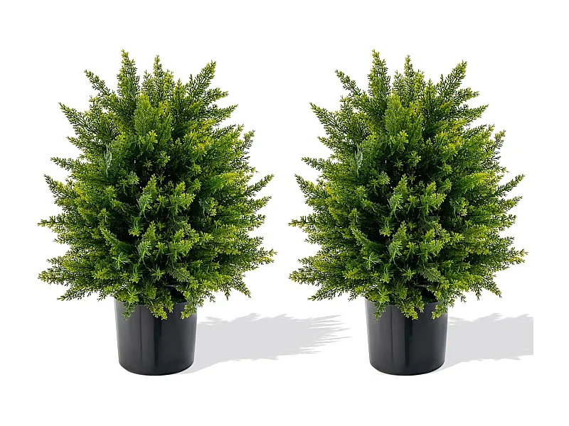 Zeder Buchsbaum (2er Set)