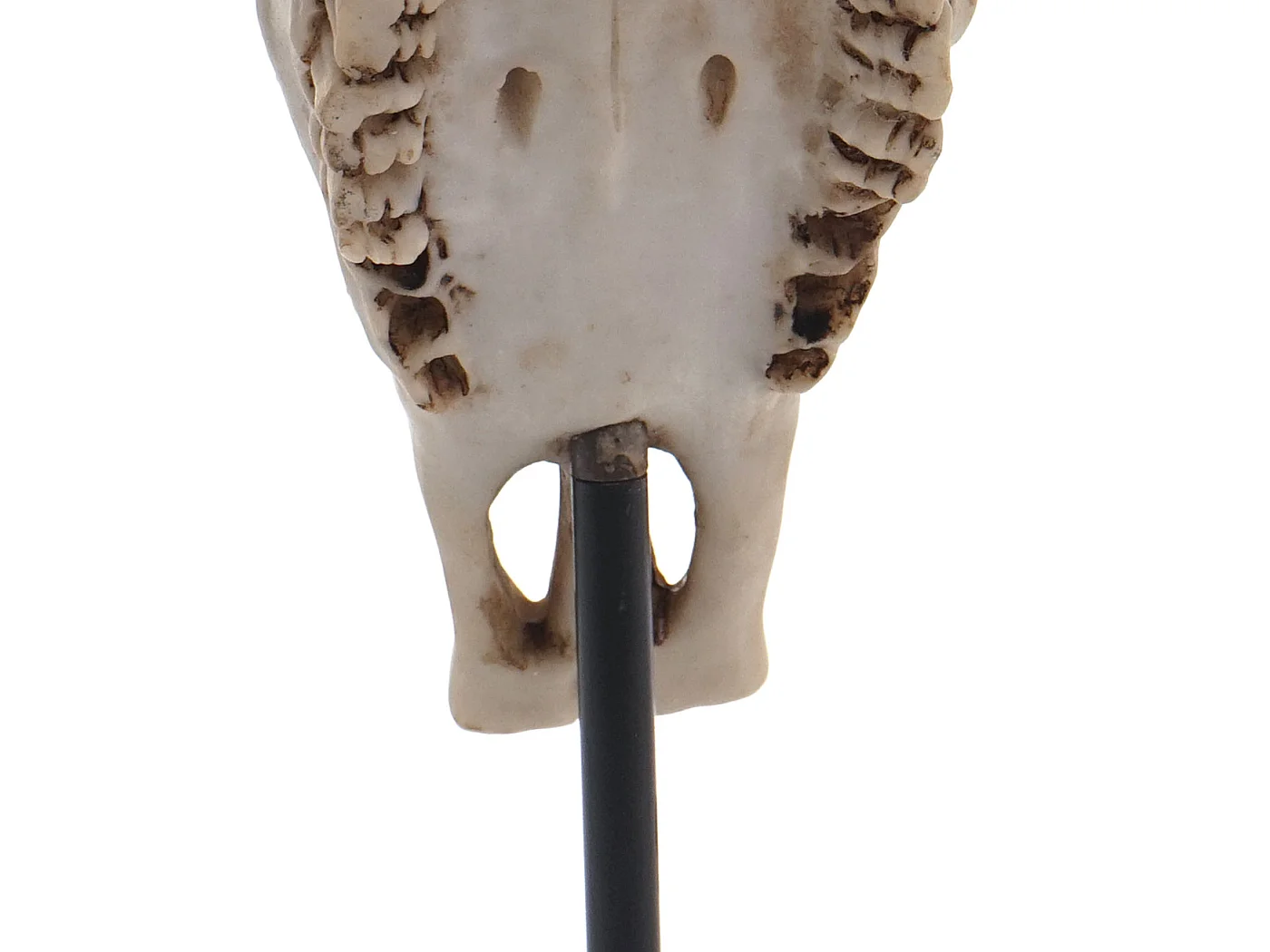 Decoratief standbeeld koeien schedel MCW-D30