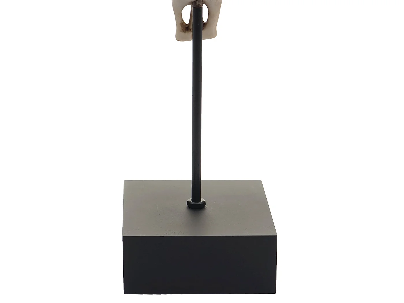 Figurine de décoration sur pied Tête de vache MCW-D30