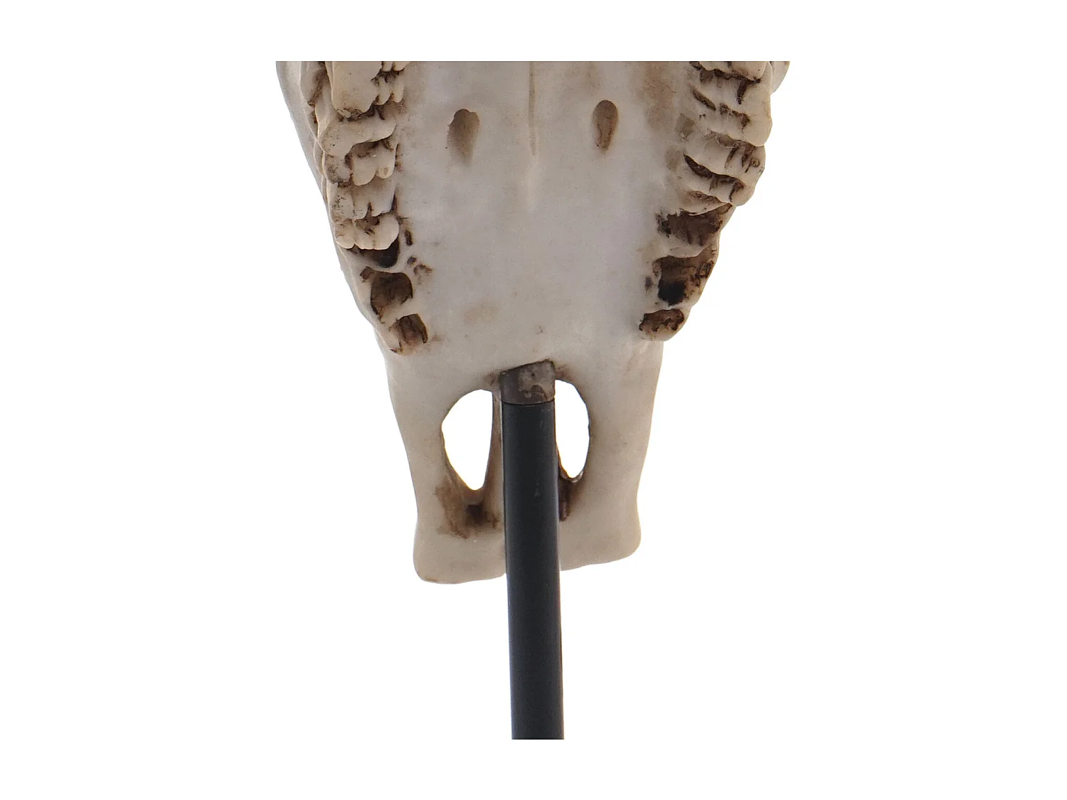 Decoratief standbeeld koeien schedel MCW-D30