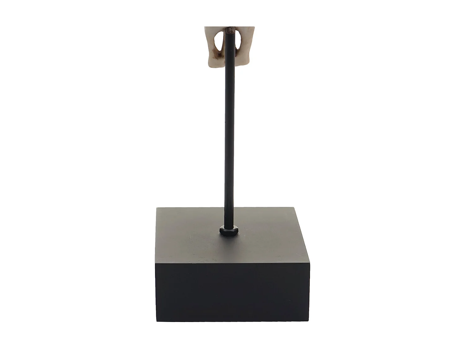 Decoratief standbeeld koeien schedel MCW-D30