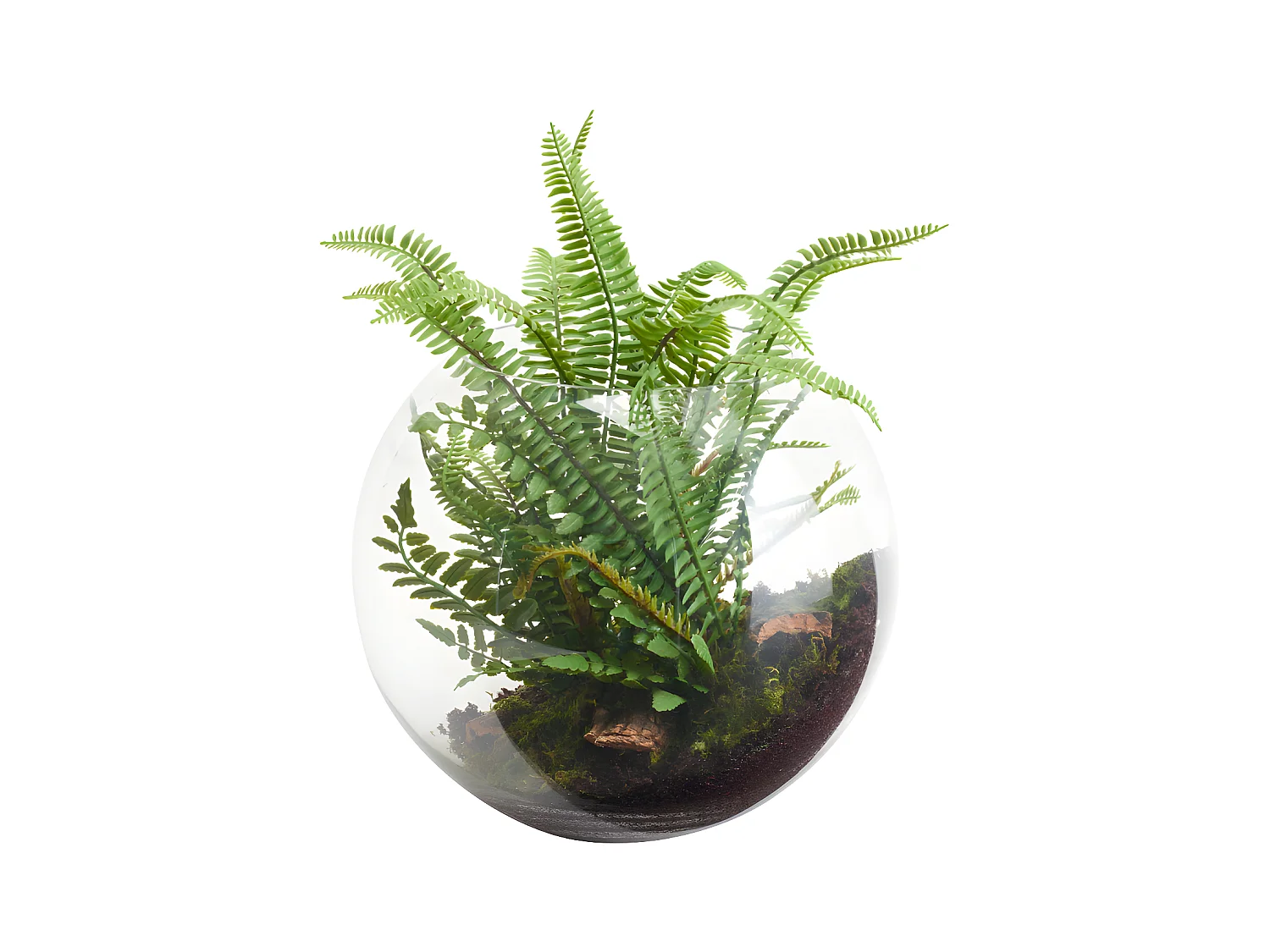 Fougère en Terrarium à suspendre