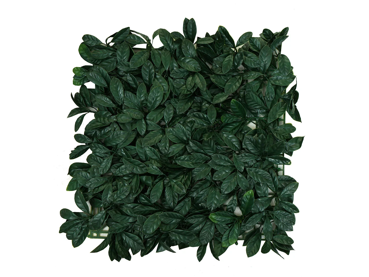 Pannelli erba finta artificiale da parete decorativa privacy antivento MCW-L78 4x 50x50cm = 1m² alloro verde