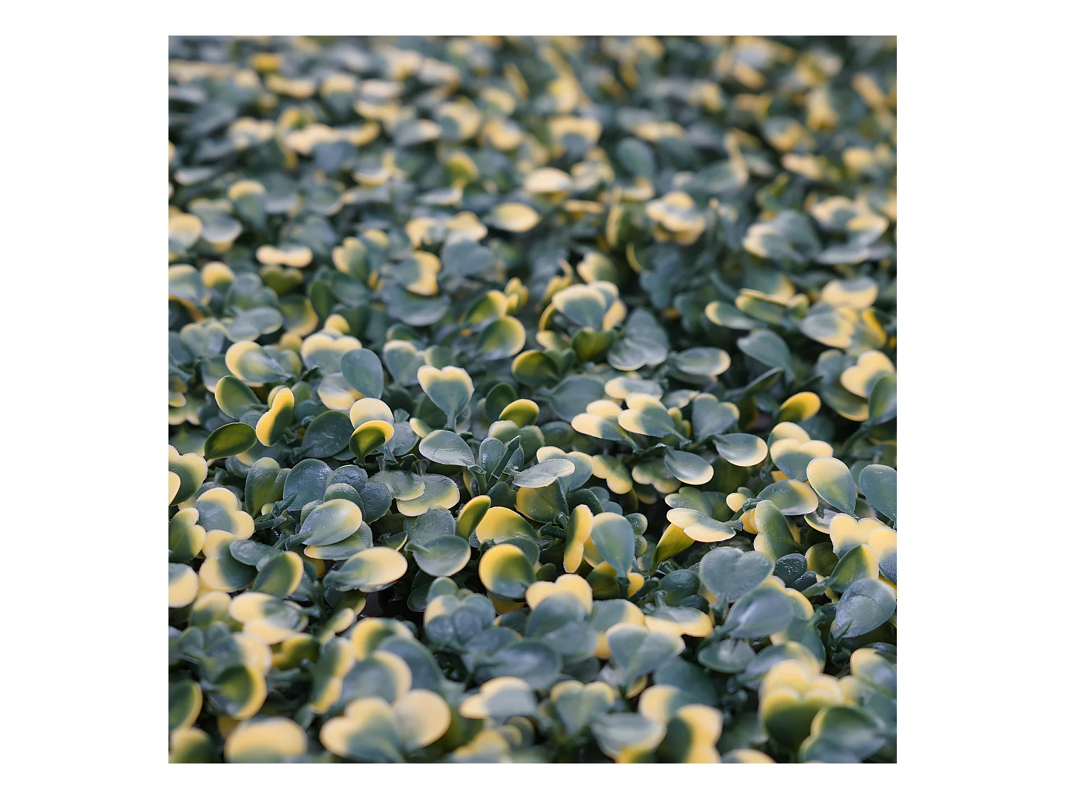 Wandtegel MCW-L78,  buxus groen-geel