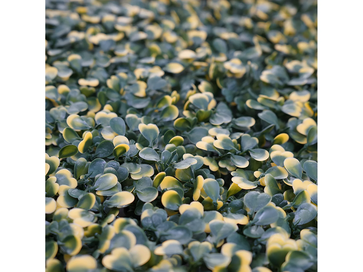 Carreau de mur MCW-L78,  Buis vert-jaune