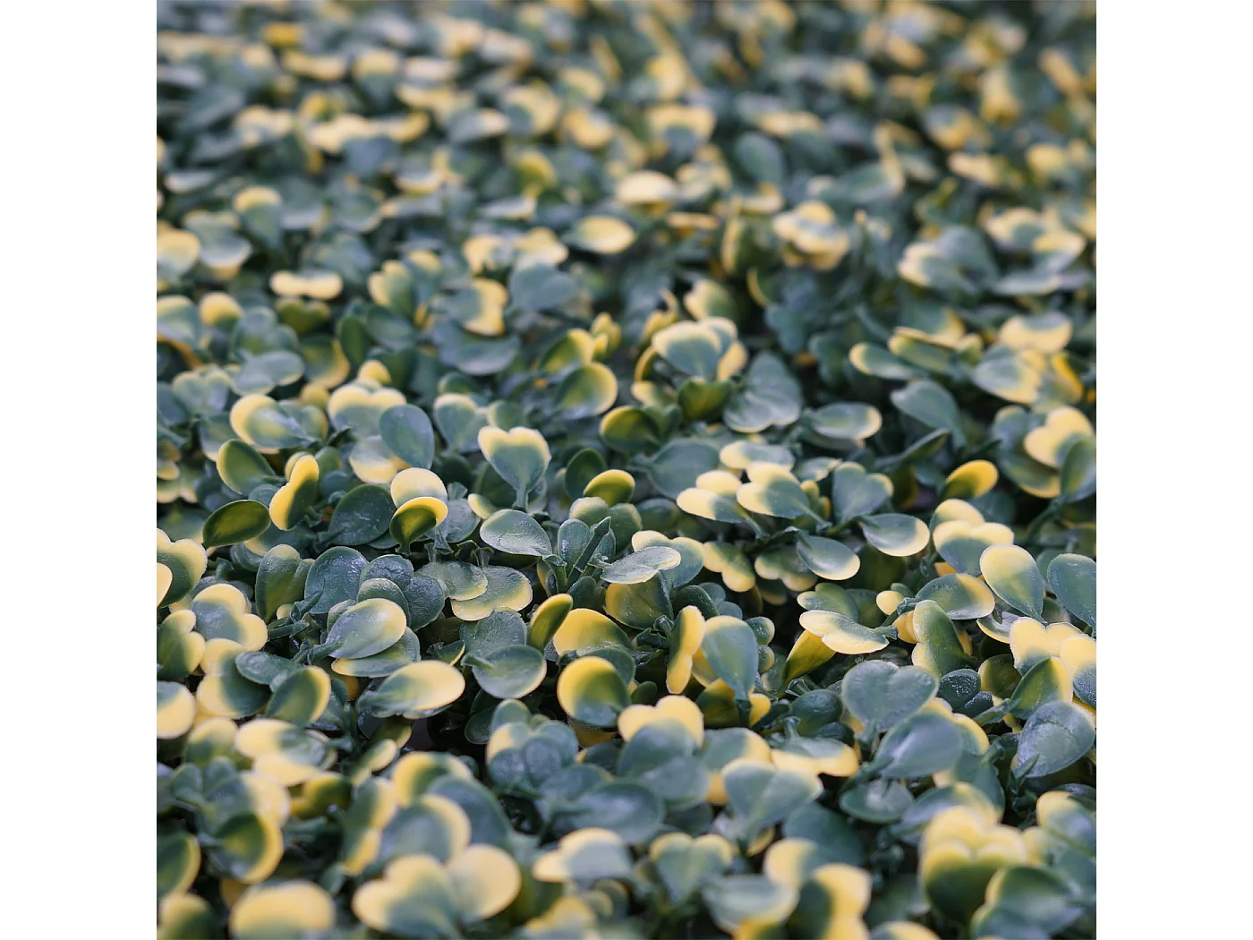 Płytka ścienna MCW-L78,  bukszpan zielono-żółty