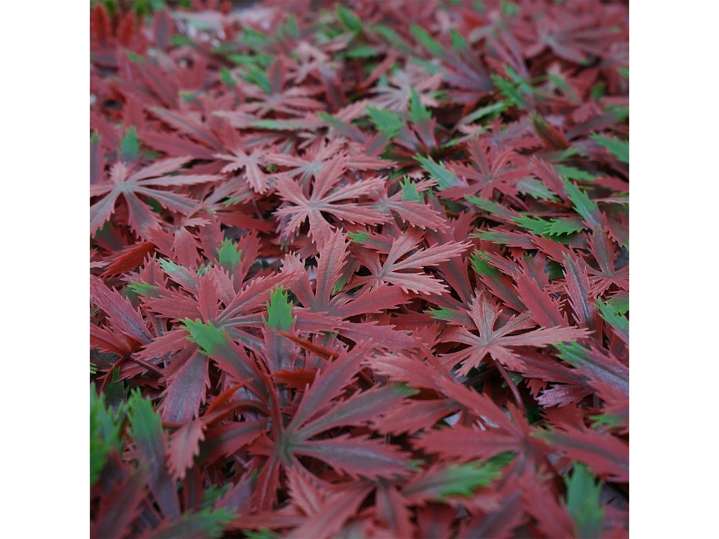 Wandtegel MCW-L78,  esdoorn rood