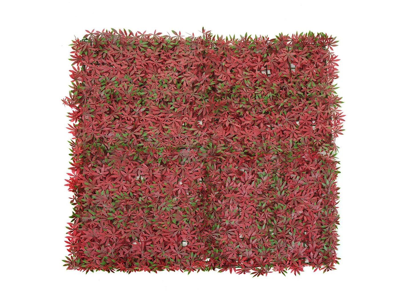 Płytka ścienna MCW-L78,  klon czerwony