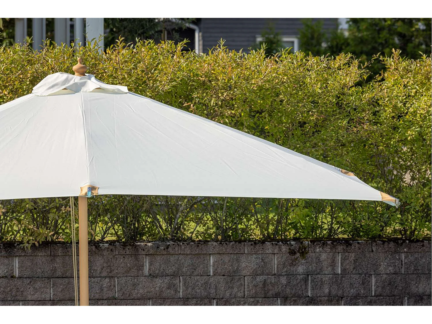 Naxos parasol wit, natuur.