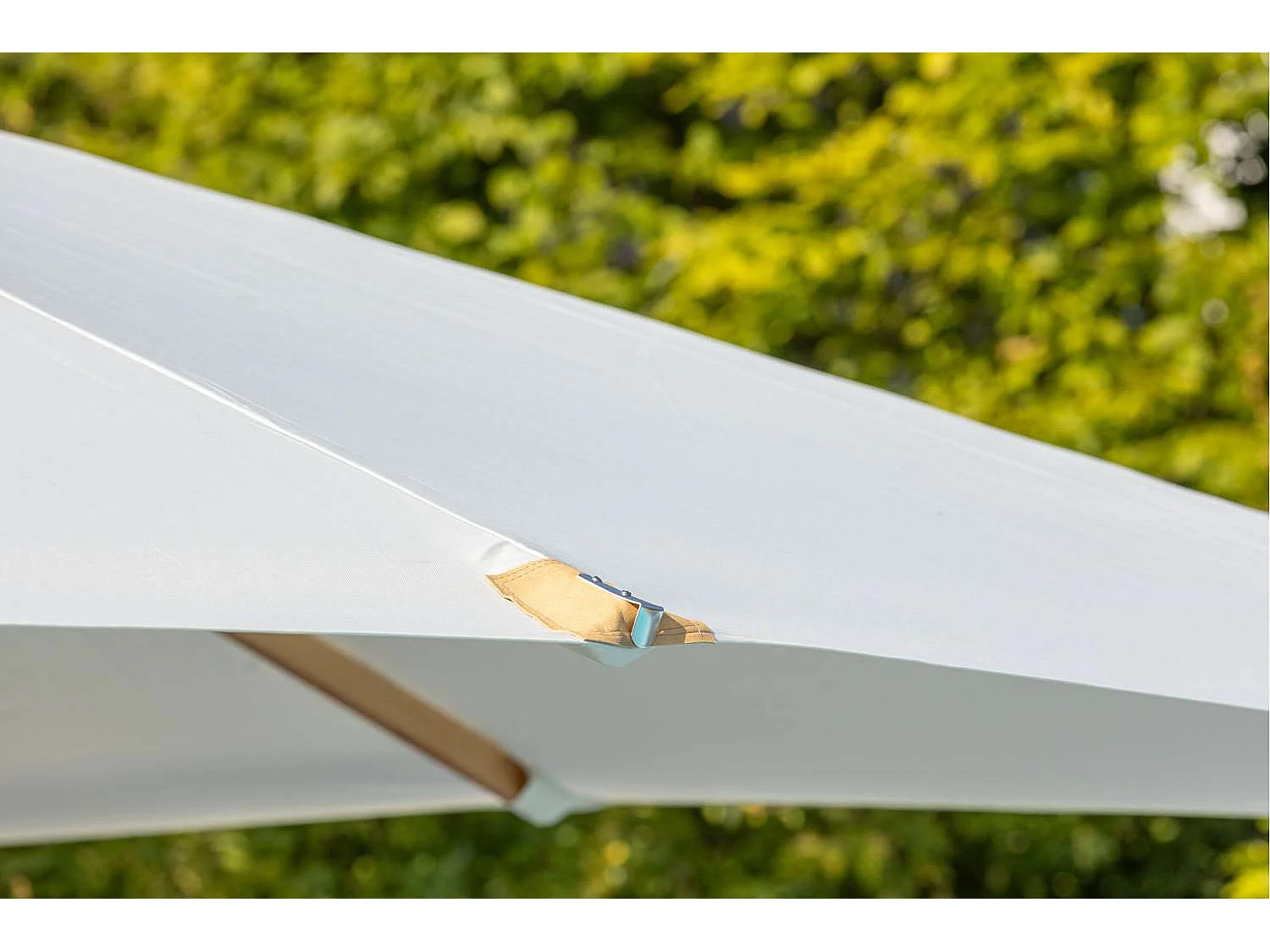 Naxos parasol wit, natuur.