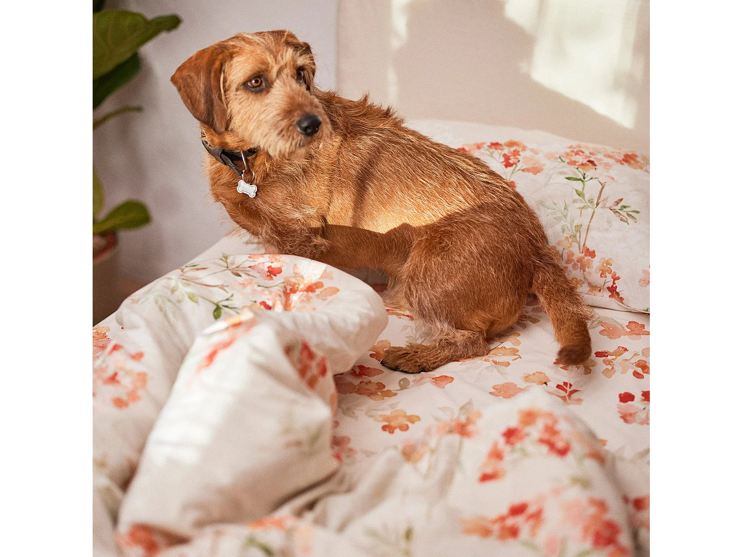 Housse de couette 260x220 cm (Lit 180/200) Riomaggiore