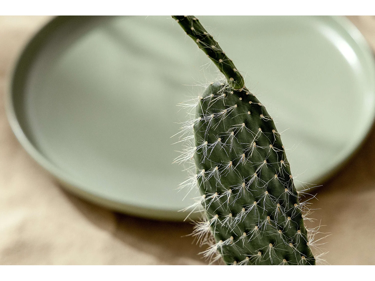 Teller-Set 6-tlg Speiseteller - Matt Pistazienfarben - VICTO