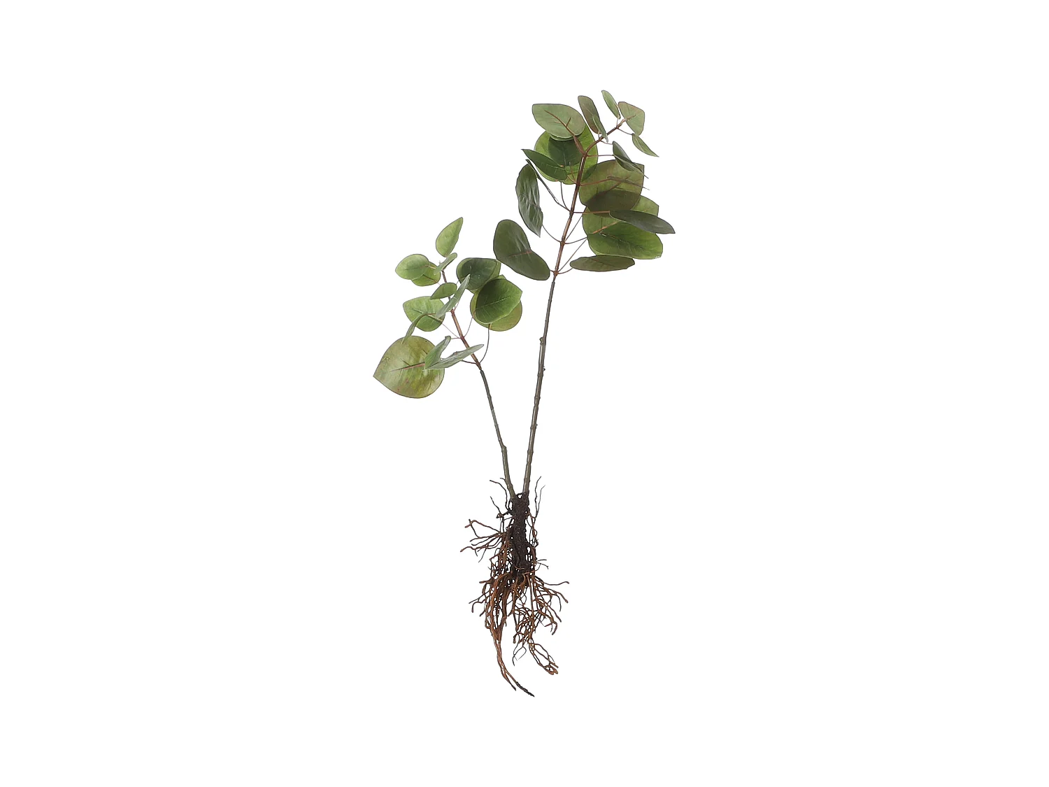 Kunstplant van polyester - 64 x 28 x 12 - Groen - EUCALYPTUS