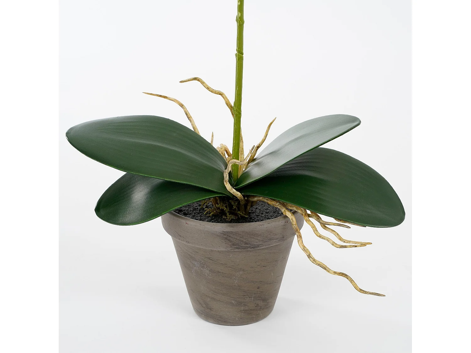 Plante artificielle en polyester et terre cuite - 48 x Ø13 - Blanc - PHALAENOPSIS
