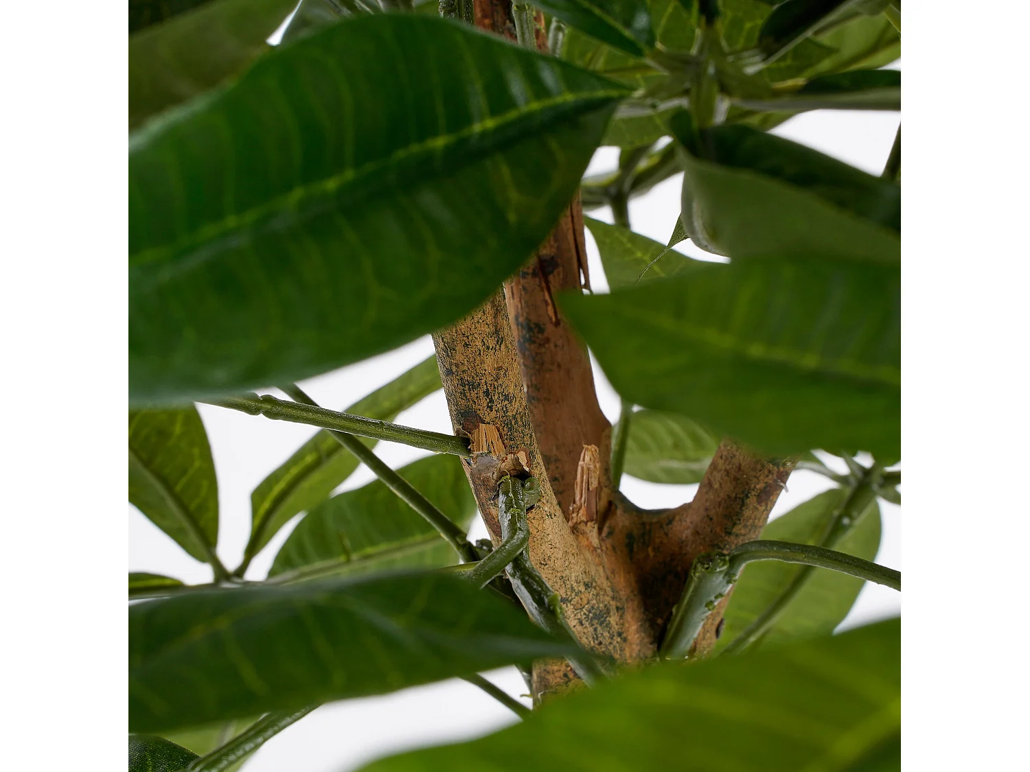 Kunstplant van polyester en glasvezel en natuurlijk multiplex hout en ijzer en verf en cement en plastic - Ø80 x 60 - Groen - PACHIRA