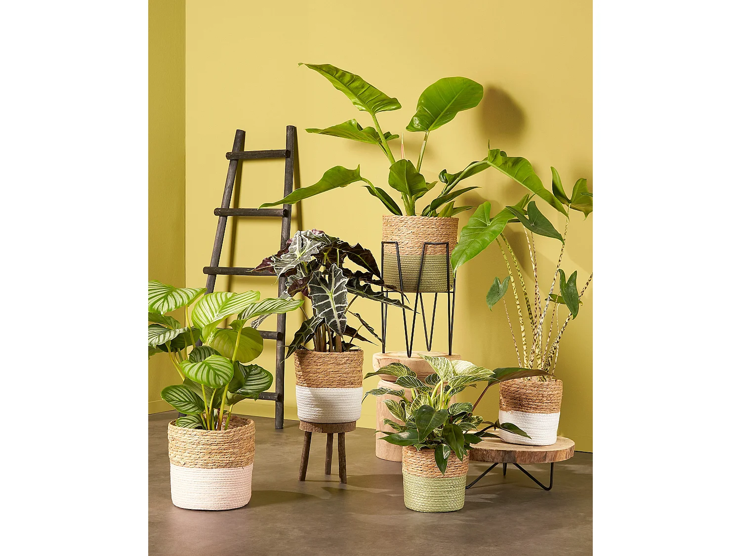 Decoratieve ladder van populier hout - 29 x 49 x 119 - Zwart -