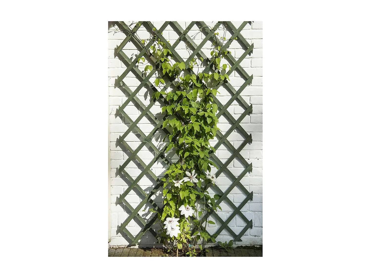 Nature Palissades de jardin 2 pcs Bois Vert 50x150