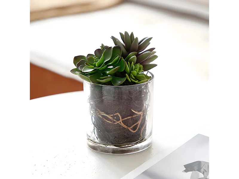 Composition de Succulentes en vase transparent Petit Format - Vert