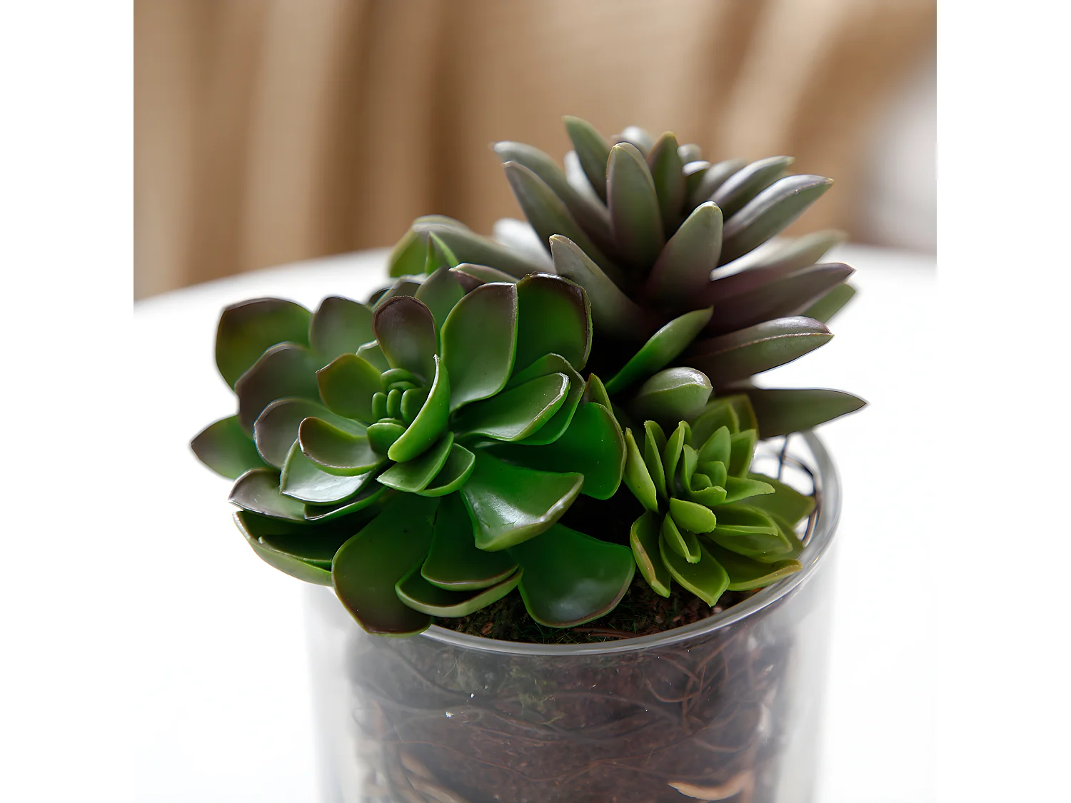 Composition de Succulentes en vase transparent Petit Format - Vert