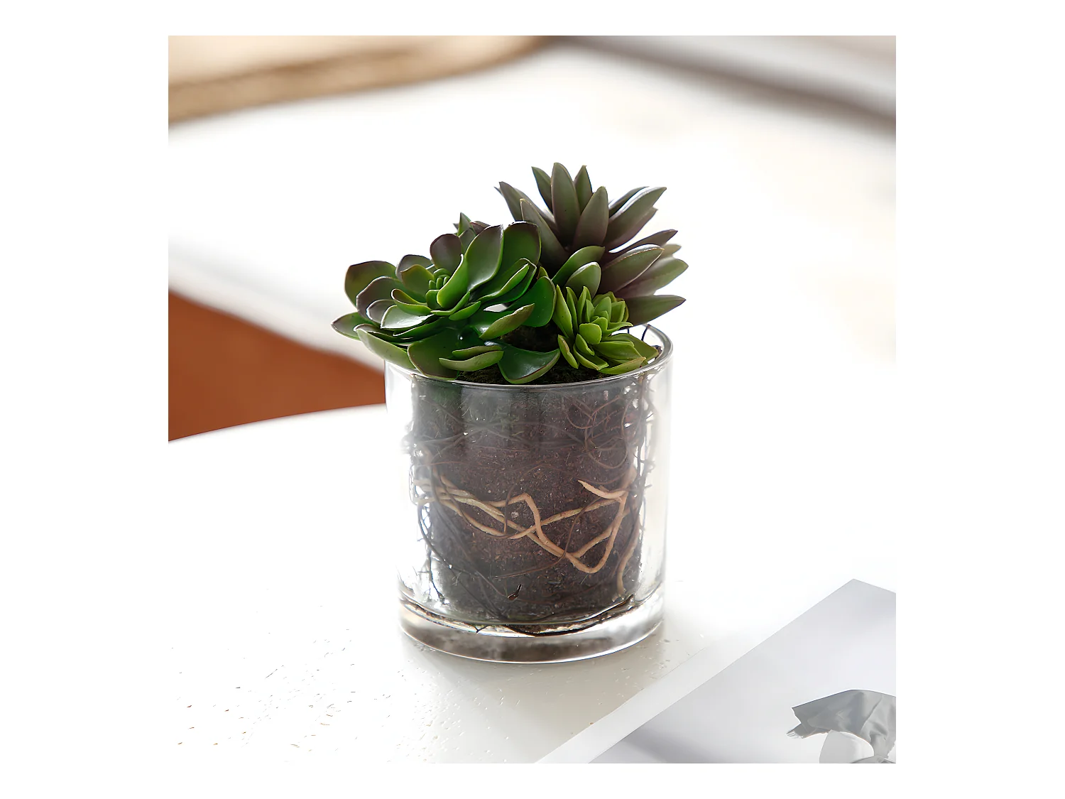 Composition de Succulentes en vase transparent Petit Format - Vert