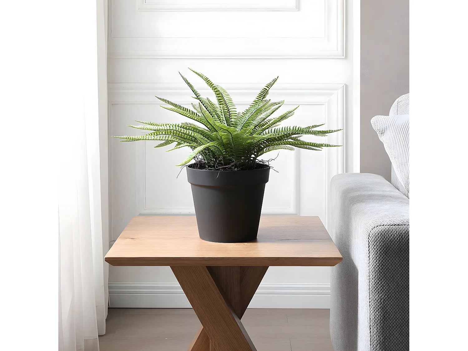 Arbuste Fougère en Pot - Vert