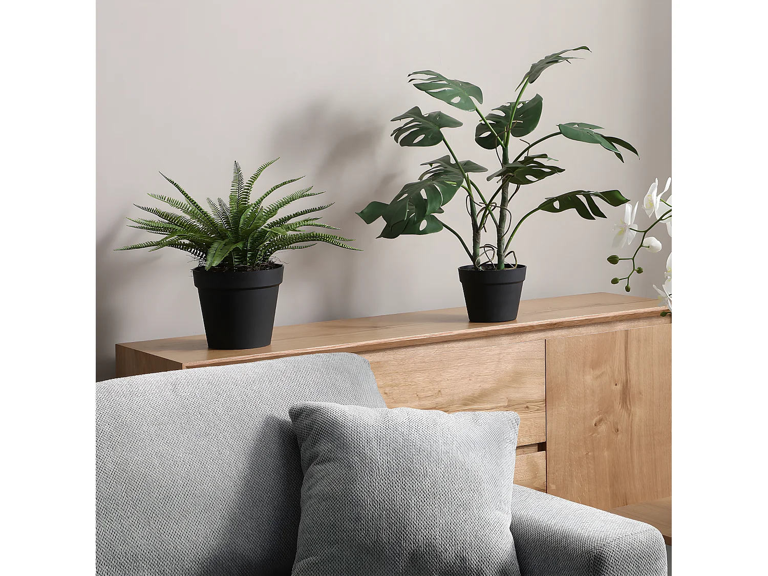 Arbuste Fougère en Pot - Vert