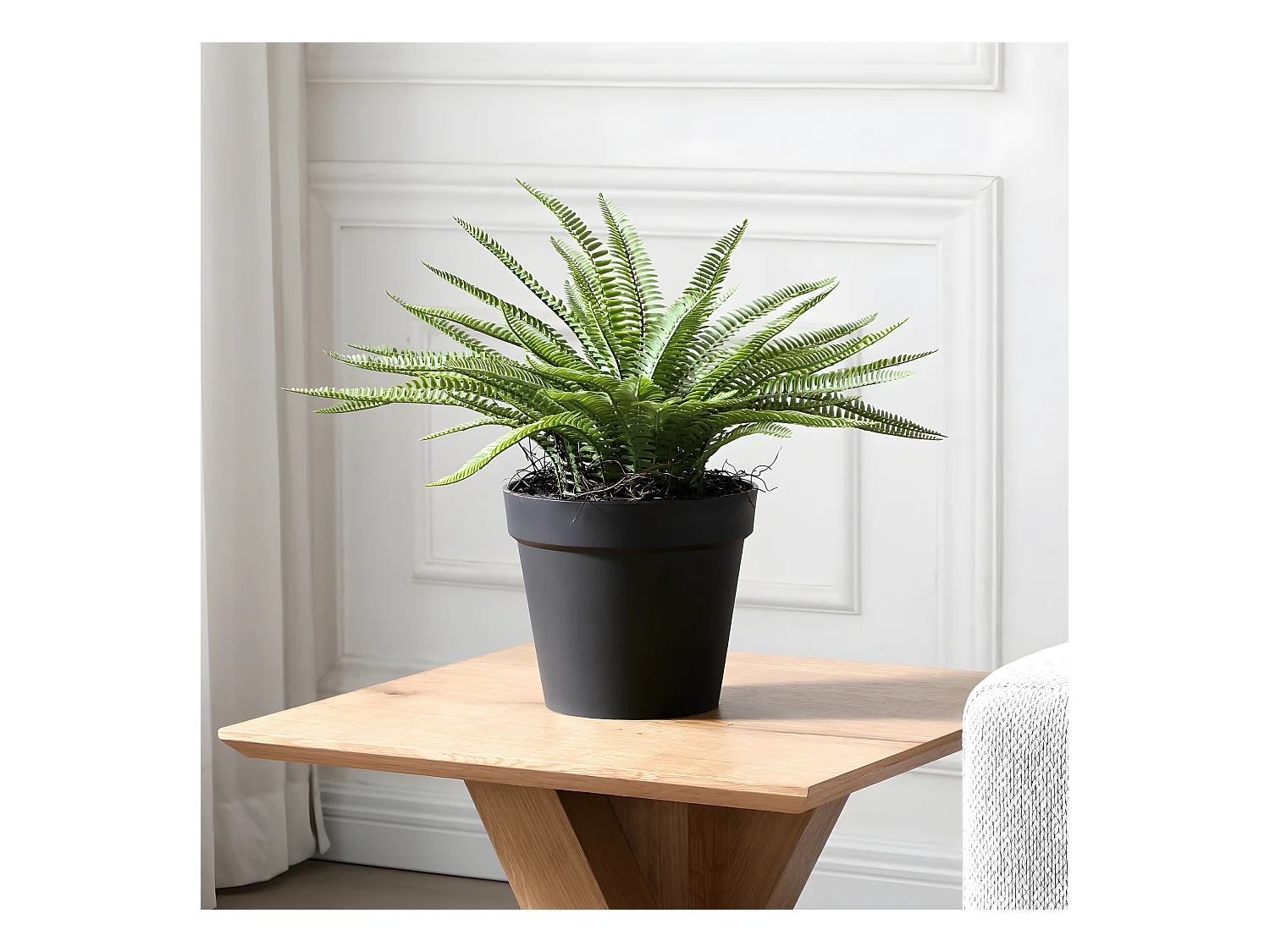 Arbuste Fougère en Pot - Vert