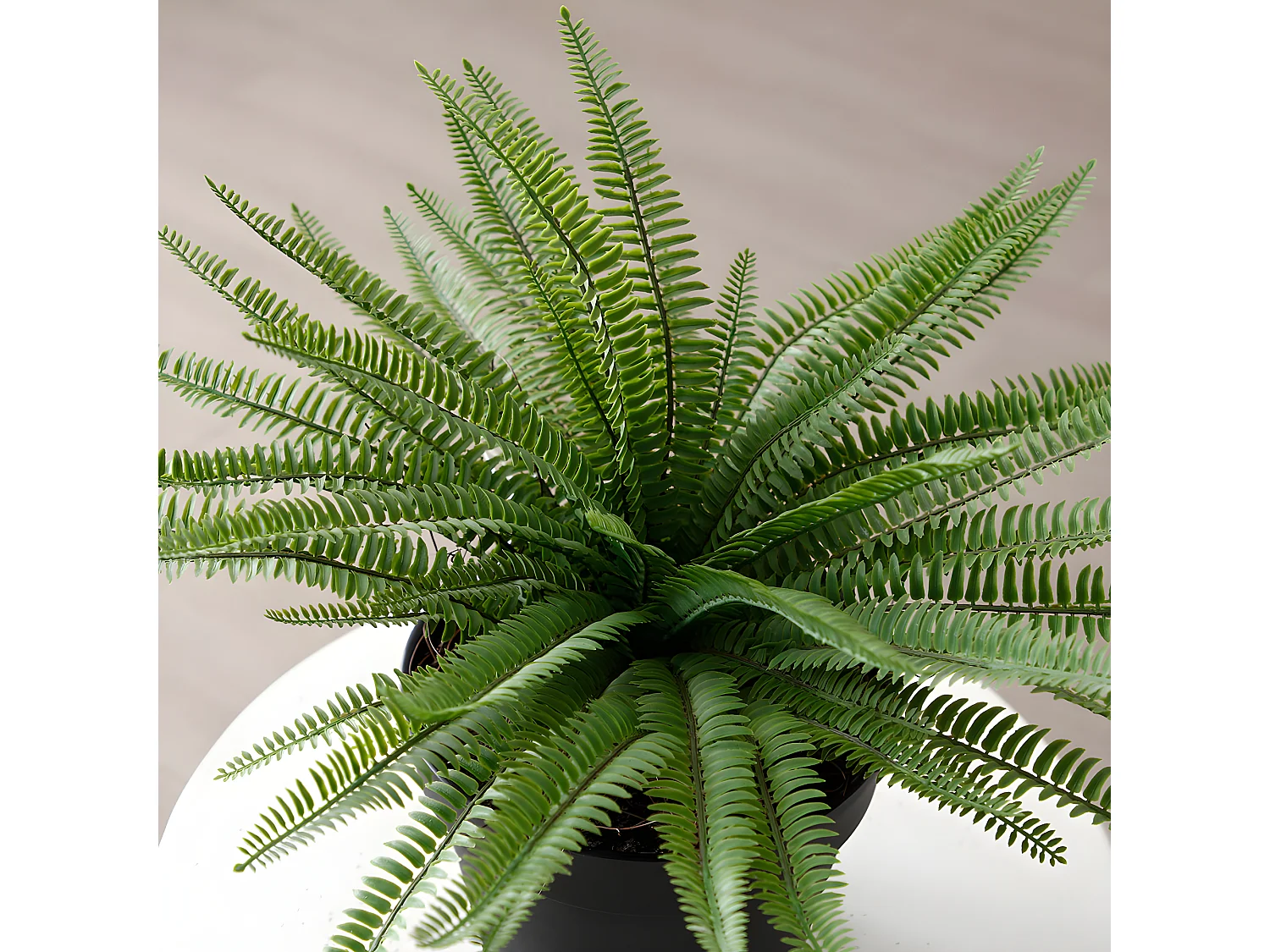 Arbuste Fougère en Pot - Vert