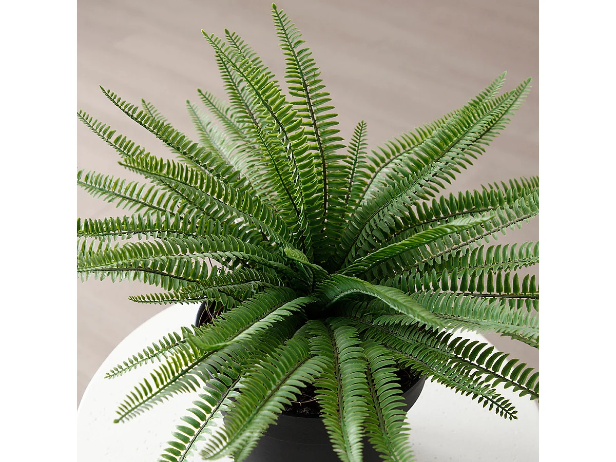 Arbuste Fougère en Pot - Vert