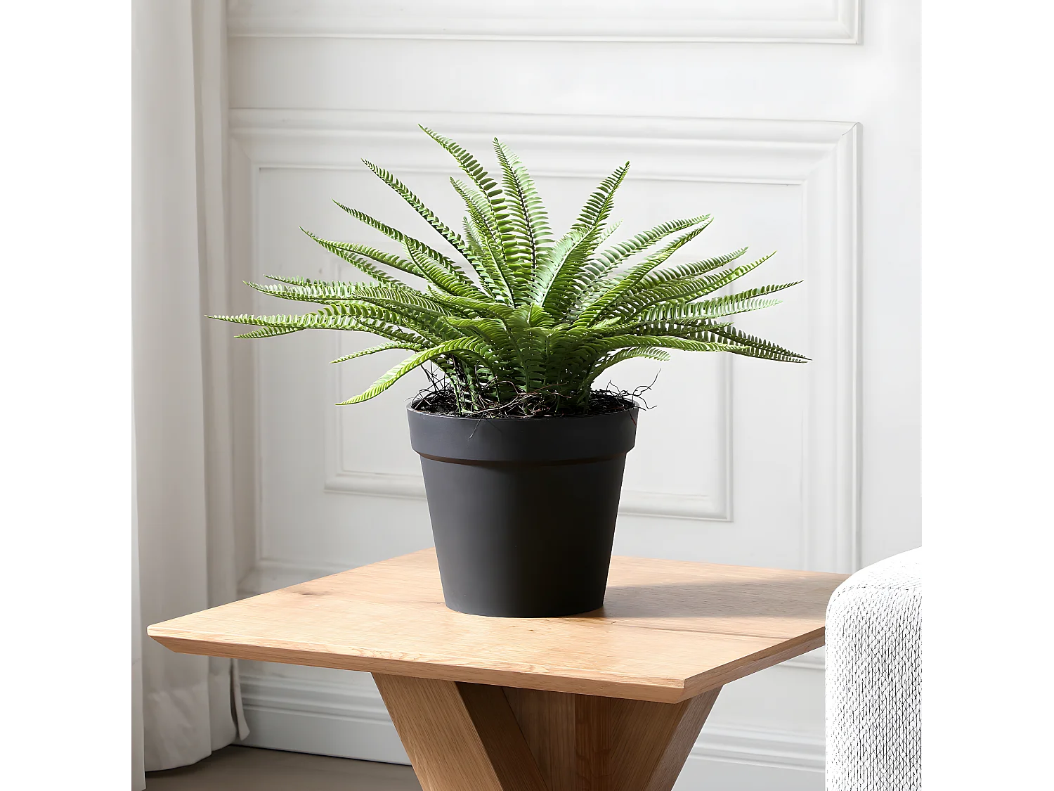 Arbuste Fougère en Pot - Vert