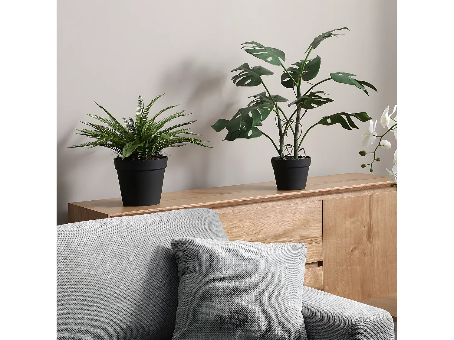 Arbuste Fougère en Pot - Vert