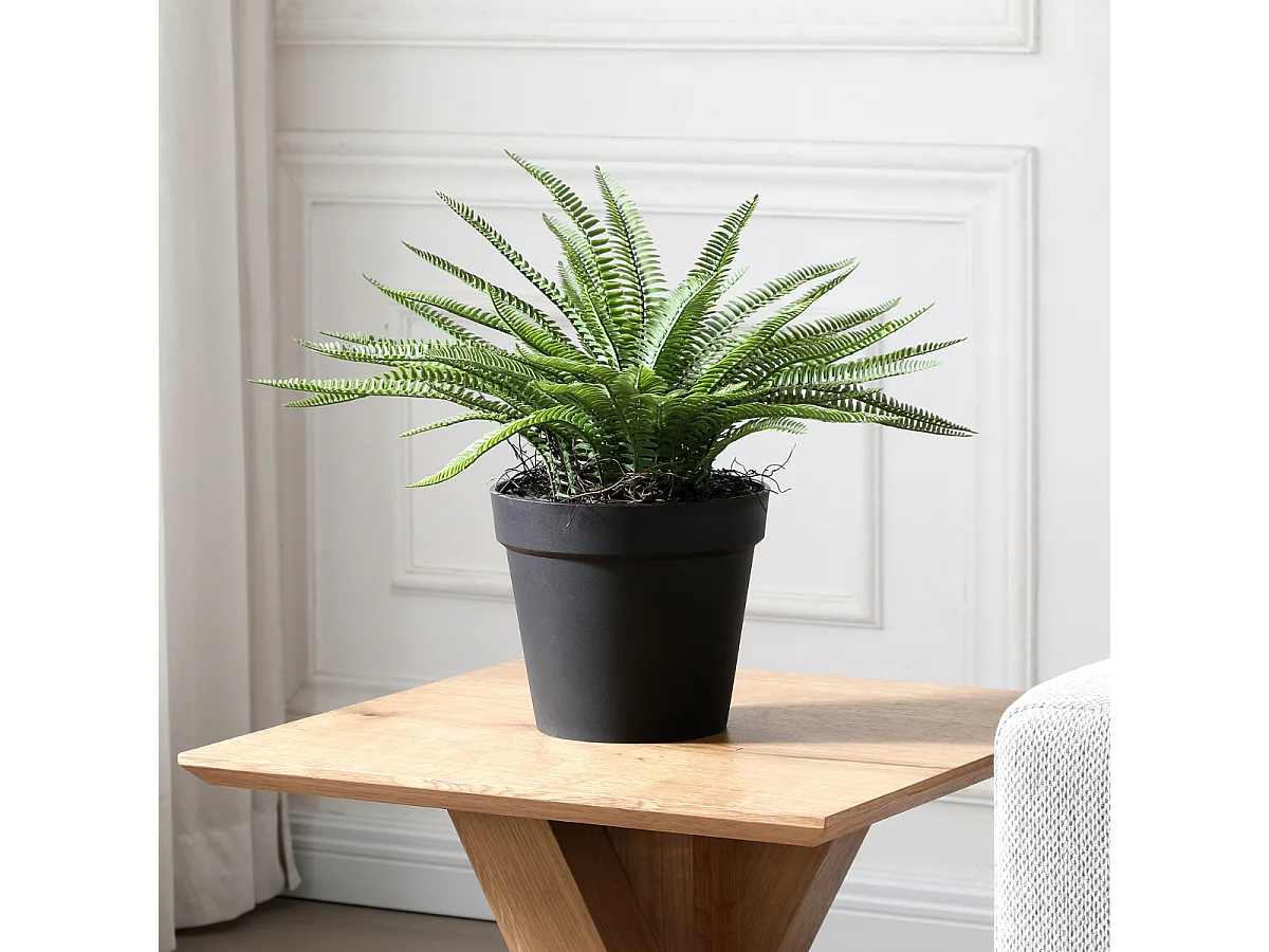 Arbuste Fougère en Pot - Vert