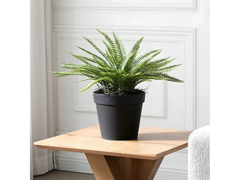 Arbuste Fougère en Pot - Vert