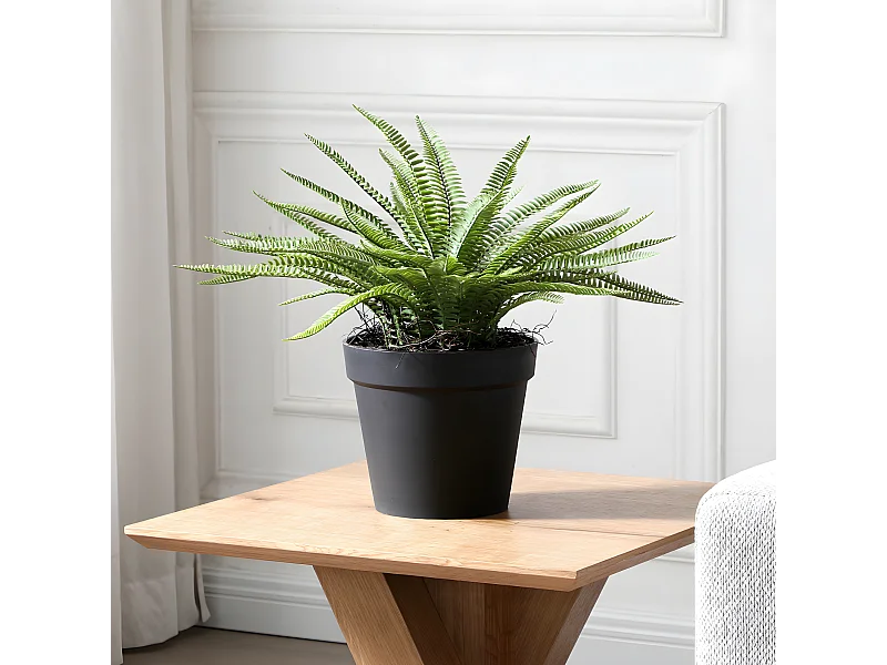 Arbuste Fougère en Pot - Vert