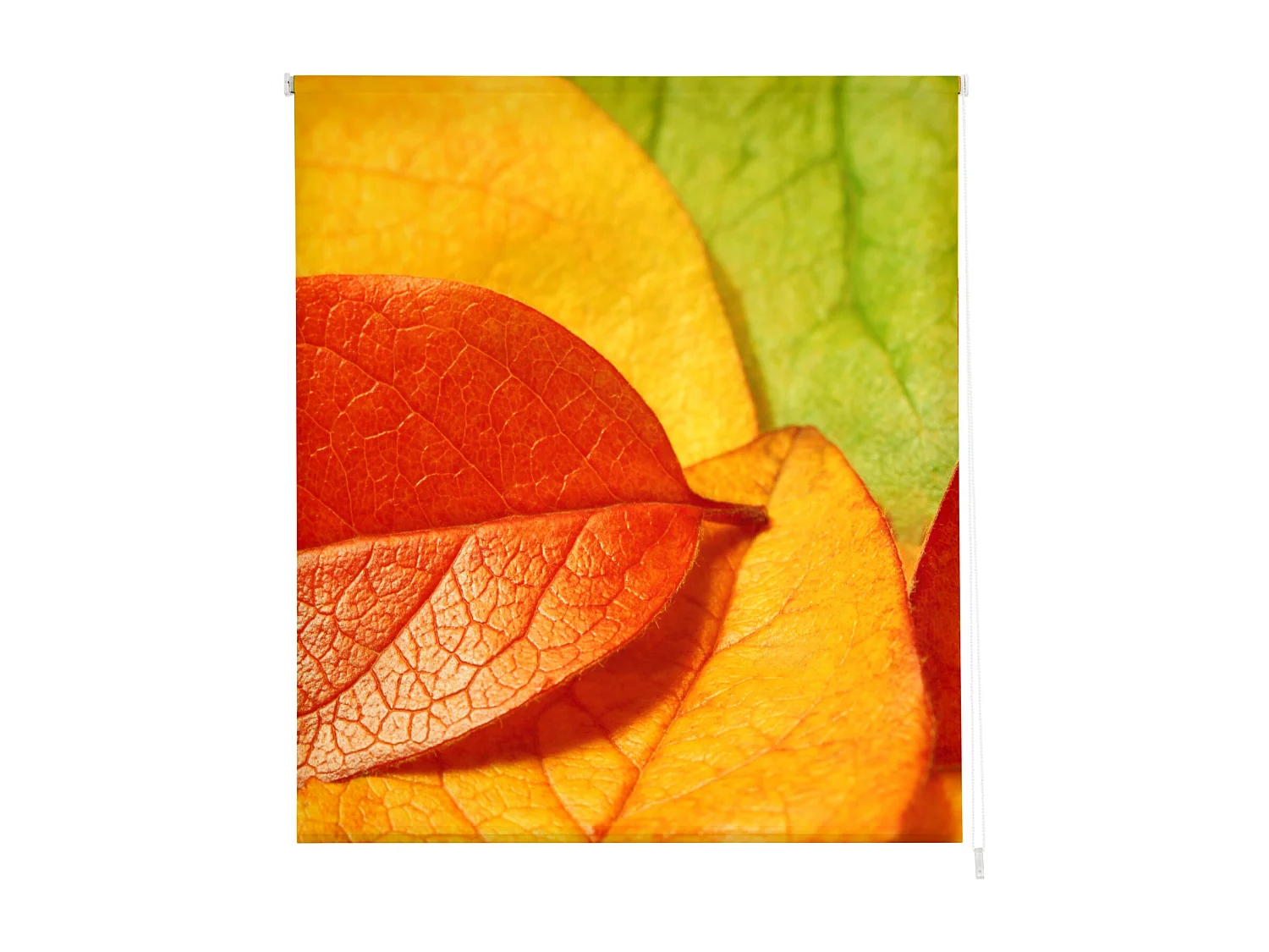 ESTORALIS | Estores Personalizados FLORES y PLANTAS  | 150 x 180 cm (Ancho por Alto) Tamaño de Tela 147 x 175 cm | Modelo F-1559 Color Unico