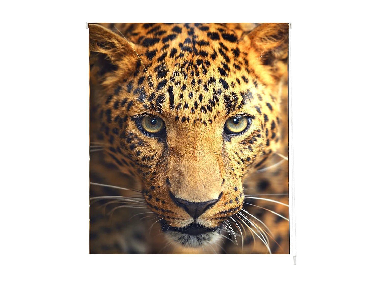 ESTORALIS | Estores Personalizados Easyfix ANIMALES  | 120 x 150 cm (Ancho por Alto) Tamaño de Tela 117 x 150 cm | Modelo A-122 Color Unico