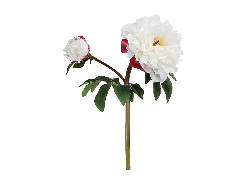 Tige de Pivoine - Crème