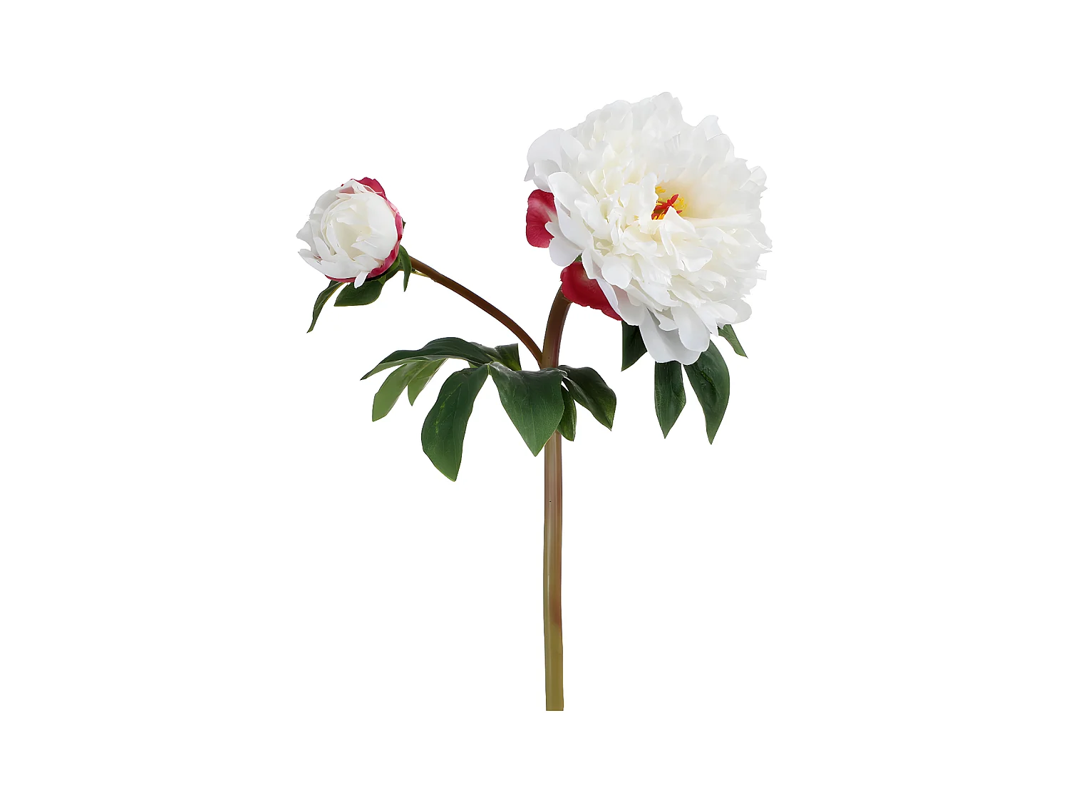 Tige de Pivoine - Crème