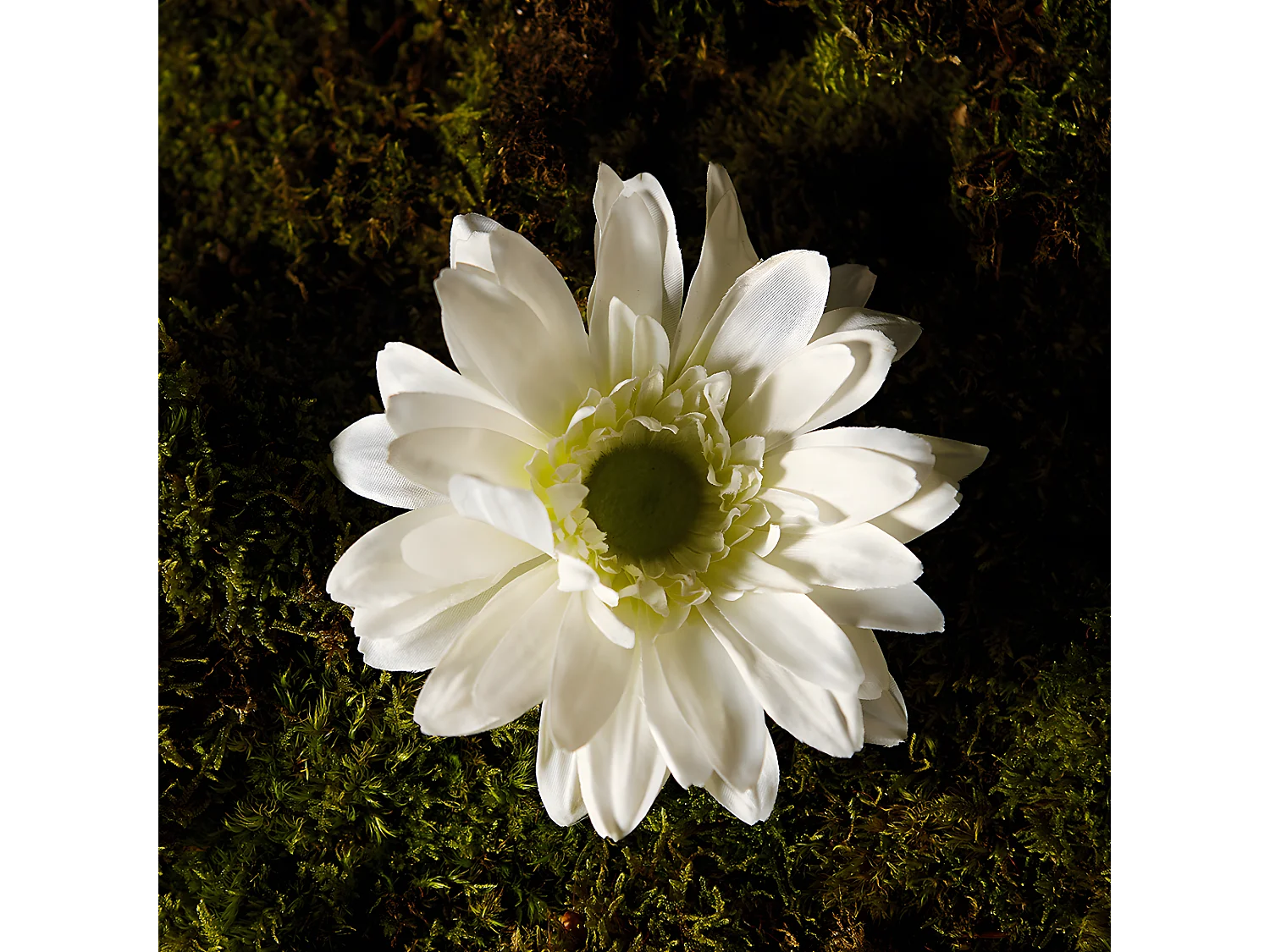 Tige de Gerbera - Blanc / 59 cm