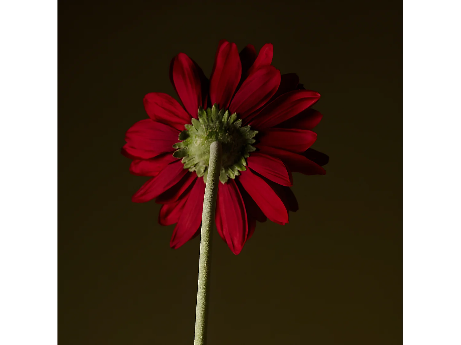 Tige de Gerbera - Blanc / 59 cm
